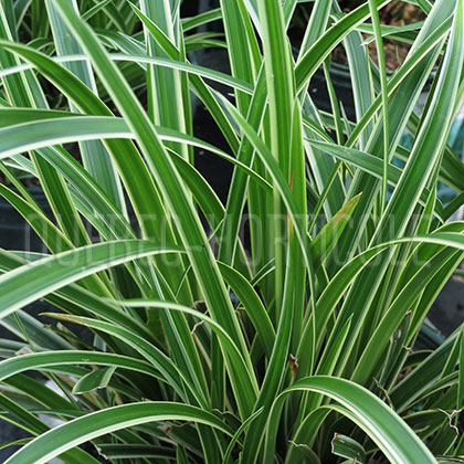 image de Carex Silver Sceptre