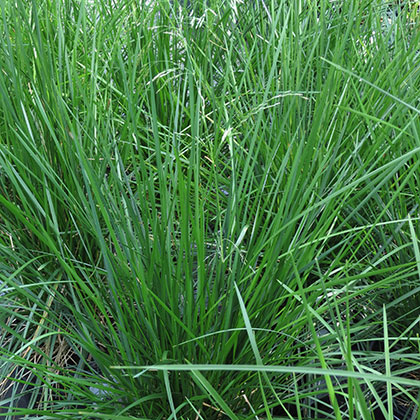 image de Deschampsia  'Bronzeschleier' ou Bronze Veil