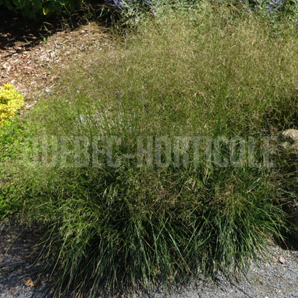 image de Deschampsia Goldtau