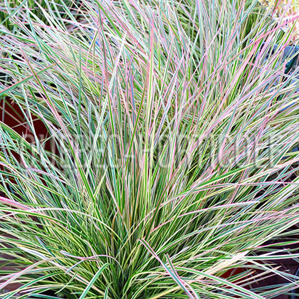 image de Deschampsia cespitosa Northern Lights