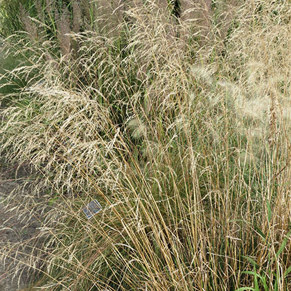 image de Deschampsia caespitosa 