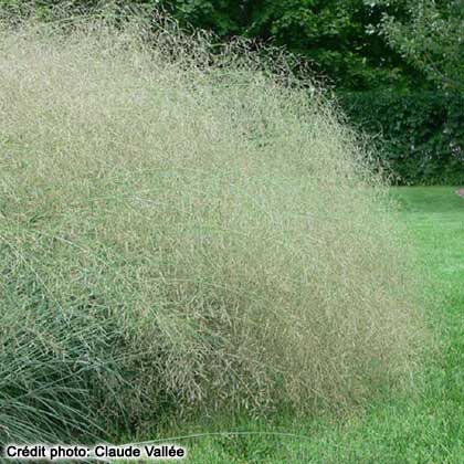 image de Eragrostis eliotii Wind Dancer