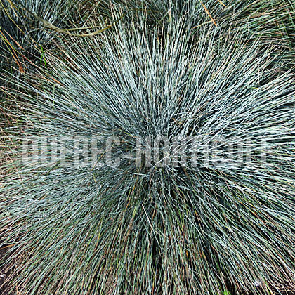 image de Festuca glauca Beyond Blue