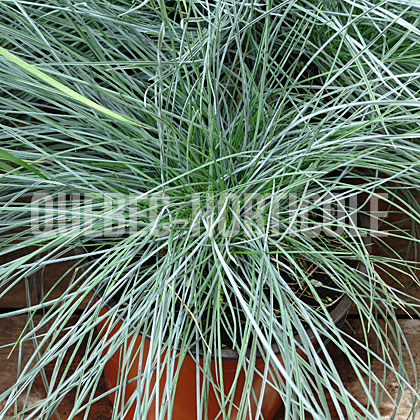 image de Festuca glauca Cool As Ice