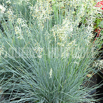 image de Festuca glauca Elijah Blue