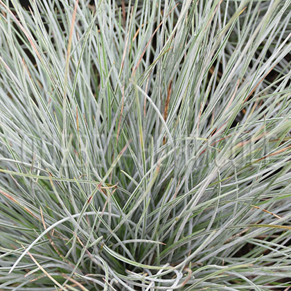 image de Festuca glauca Pepindale Blue