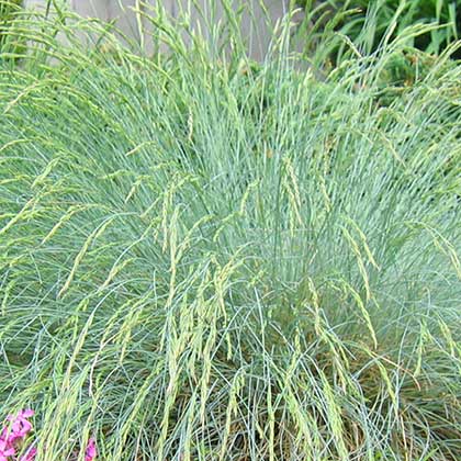 image de Festuca glauca 