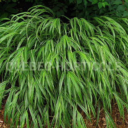 image de Hakonechloa macra Albostriata