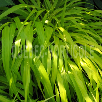 image de Hakonechloa macra All Gold