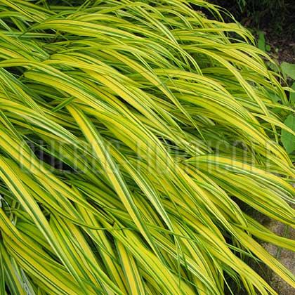 image de Hakonechloa macra Aureola