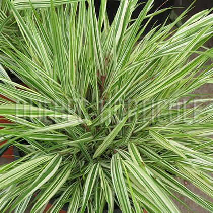 image de Hakonechloa macra Fubuki