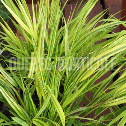 image de Hakonechloa macra Naomi