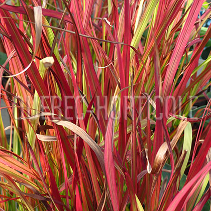 image de Imperata cylindrica Red Baron