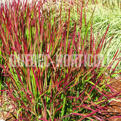 image de Imperata cylindrica Red Baron