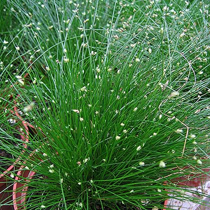 image de Isolepis cernua 