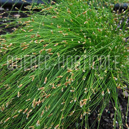 image de Isolepis cernua 