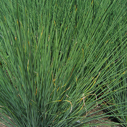 image de Juncus inflexus Blue Arrows