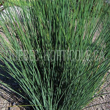 image de Juncus Blue Dart