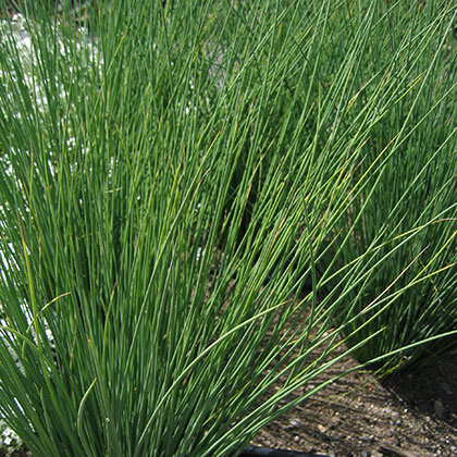 image de Juncus inflexus Graceful Grasses® Blue Mohawk®