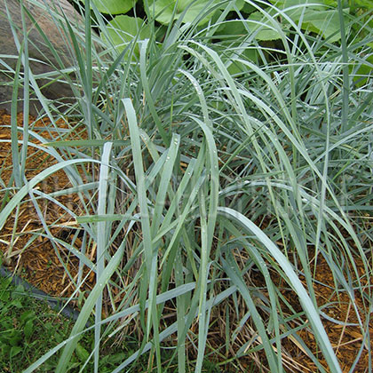 image de Leymus racemosus (Elymus racemosus) 