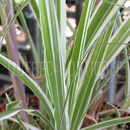 image de Miscanthus sinensis Cosmopolitan