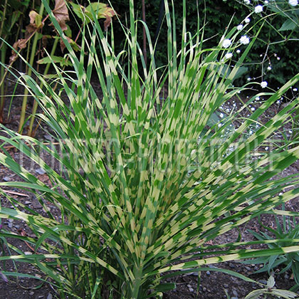 image de Miscanthus sinensis Gold Bar