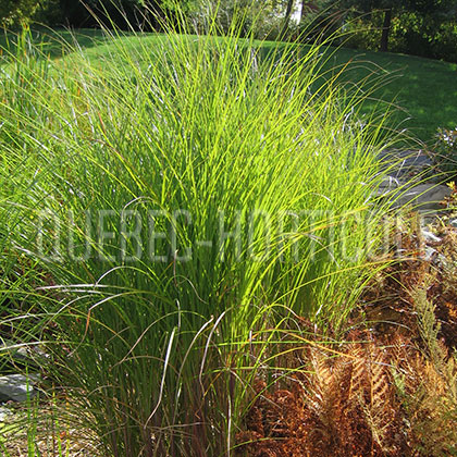 image de Miscanthus sinensis Gracillimus