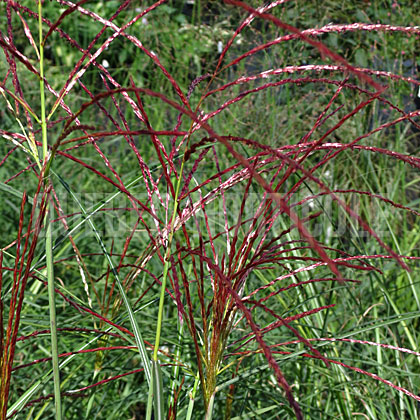 image de Miscanthus sinensis Kleine Fontäne