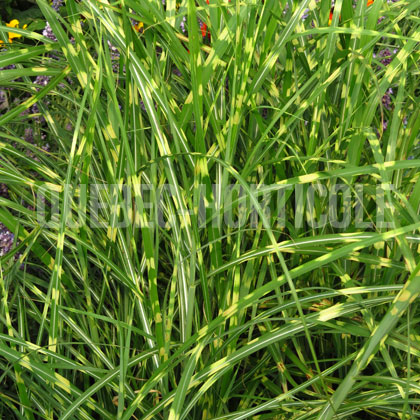 image de Miscanthus sinensis Little Zebra