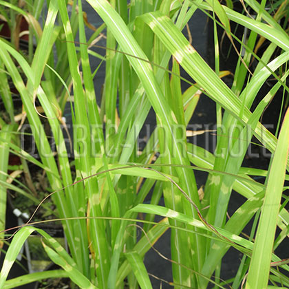 image de Miscanthus sinensis Mega Dot