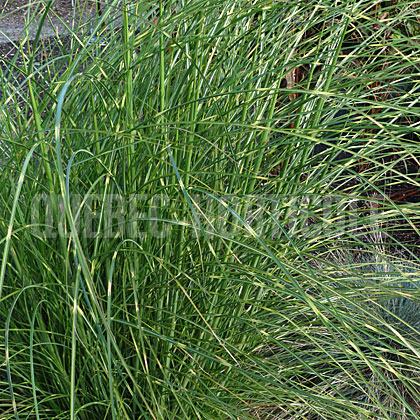 image de Miscanthus sinensis Mysterious Maiden