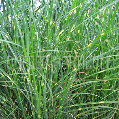 image de Miscanthus sinensis Pünktchen