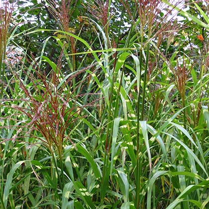 image de Miscanthus sinensis Pünktchen