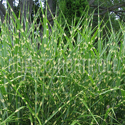 image de Miscanthus sinensis Strictus