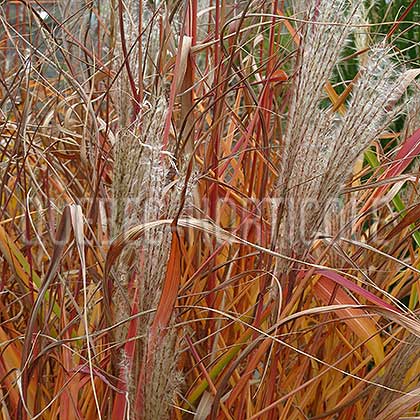 image de Miscanthus purpurascens 