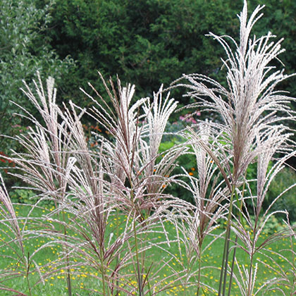 image de Miscanthus sacchariflorus 