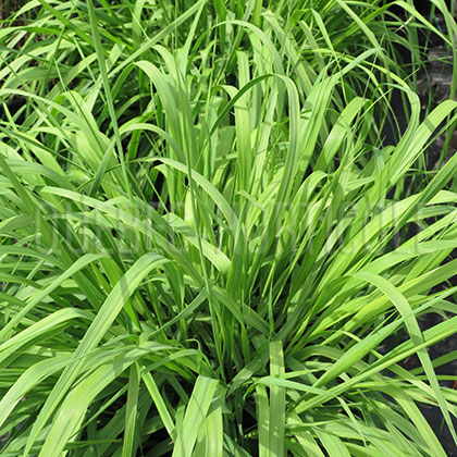 image de Molinia caerulea subsp. arundinacea Skyracer