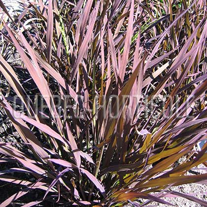 image de Oryza sativa Black Madras