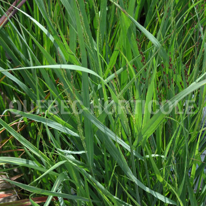 image de Panicum virgatum Prairie Winds® Apache Rose