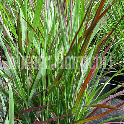 image de Panicum virgatum Prairie Winds® Cheyenne Sky