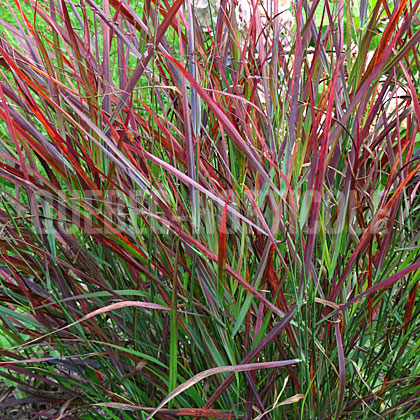 image de Panicum virgatum Prairie Winds® Cheyenne Sky