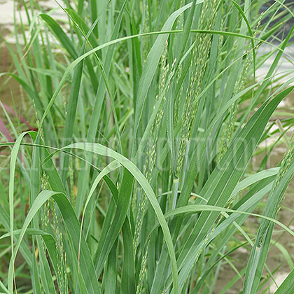 image de Panicum virgatum Heavy Metal