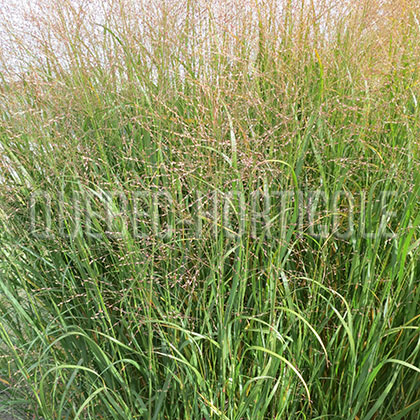 image de Panicum virgatum Heavy Metal