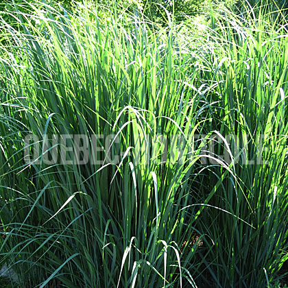 image de Panicum virgatum Northwind