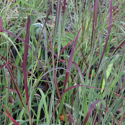 image de Panicum virgatum Prairie Fire