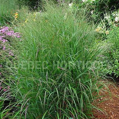 image de Panicum virgatum Rotstrahlbusch