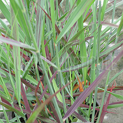 image de Panicum virgatum Ruby Ribbons