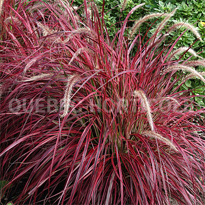 image de Pennisetum x advena Fireworks