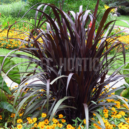 image de Pennisetum purpureum First Knight