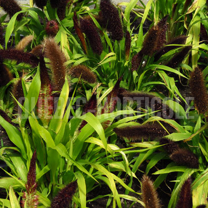 image de Pennisetum glaucum Jade Princess